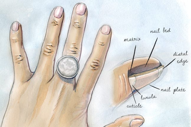 Understanding the Color of Your Nail Beds - wide 4